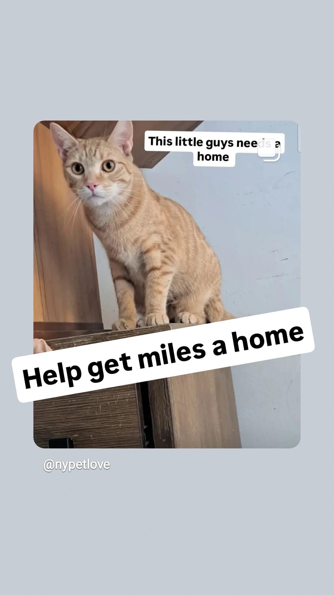 Mile’s, a ADOPTABLE Domestic Short Hair in Brooklyn, NY image 2/3