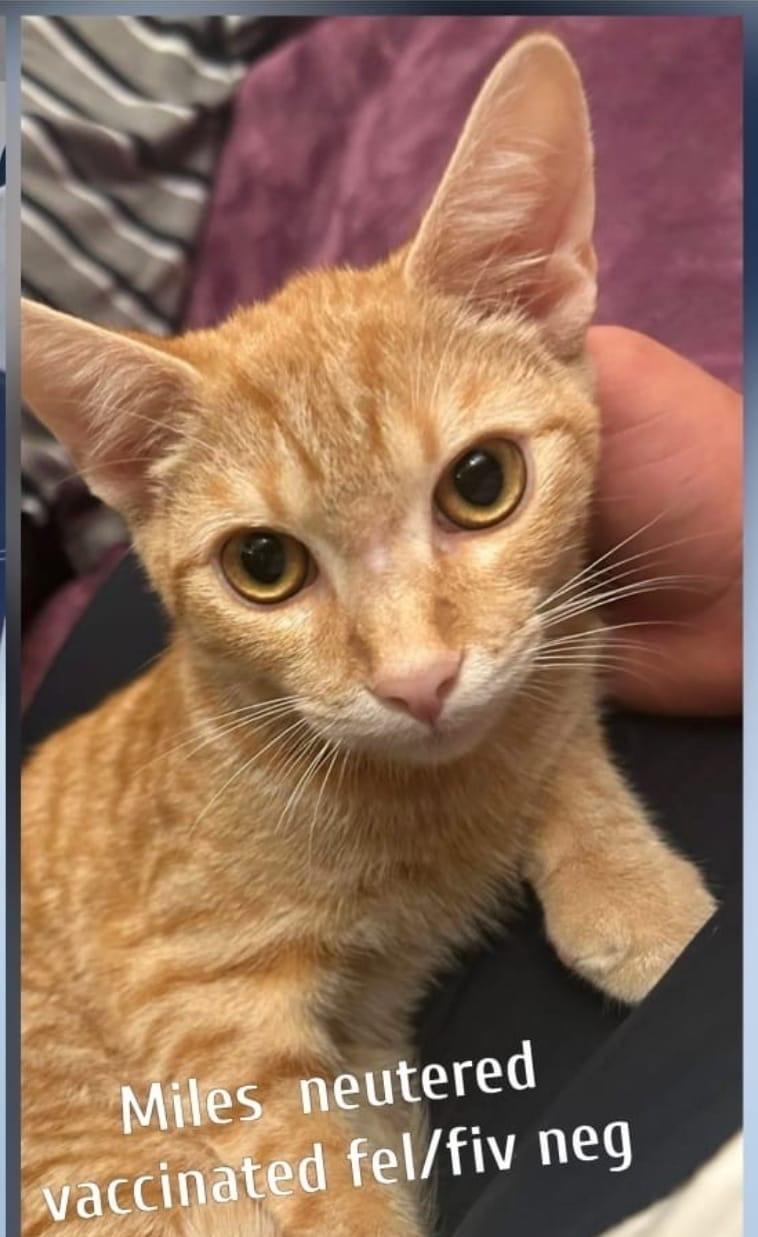 Mile’s, a ADOPTABLE Domestic Short Hair in Brooklyn, NY image 1/3