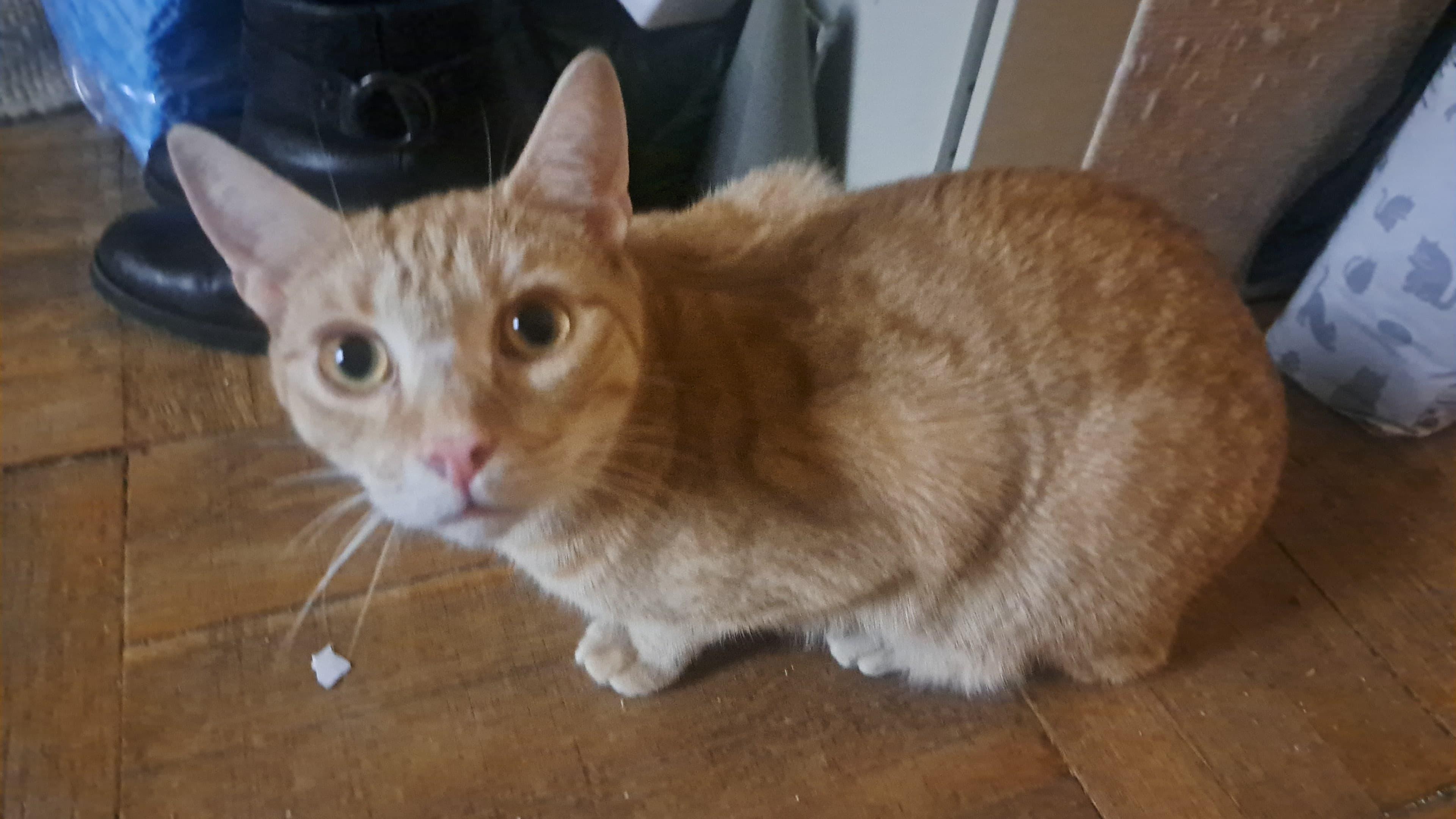 Mile’s, a ADOPTABLE Domestic Short Hair in Brooklyn, NY image 3/3