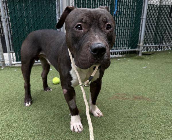 Ace, Adoptable, Adult Male Mixed Breed.
