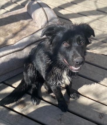 Remi, a Adopted Great Pyrenees in Winnipeg, MB image 2/3