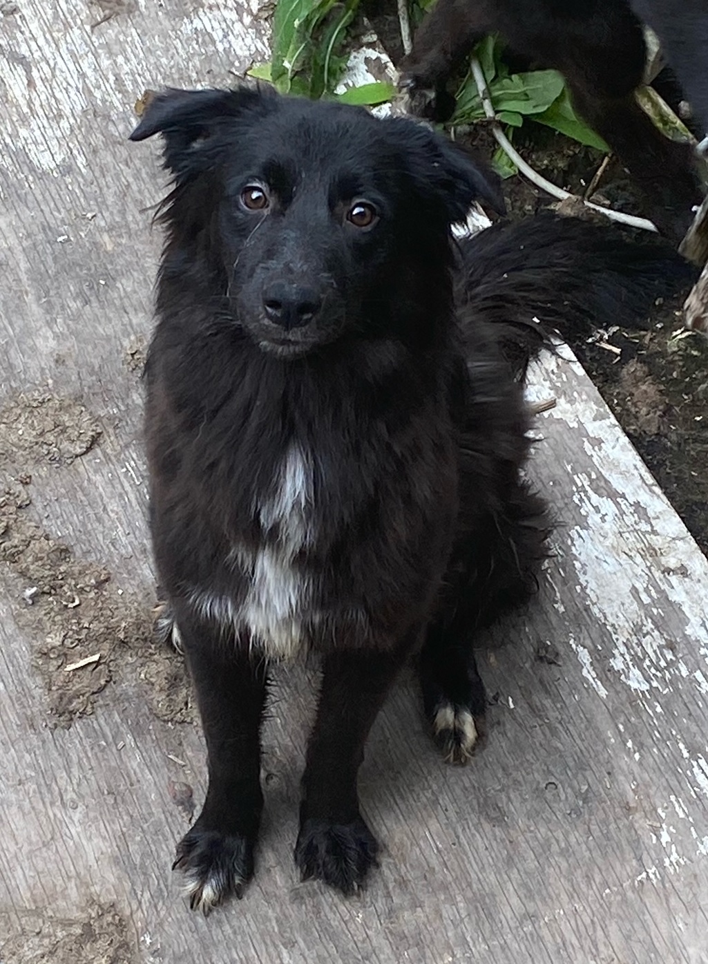 Remi, Adopted, Young Male Great Pyrenees.