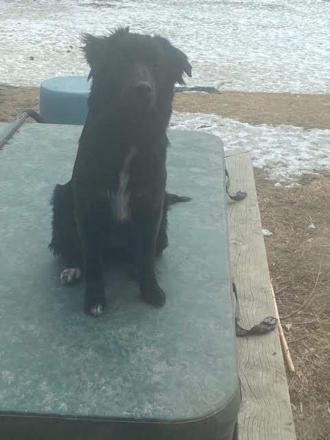 Remi, a Adopted Great Pyrenees in Winnipeg, MB image 3/3