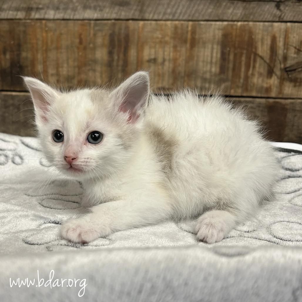 Egg, a Adoptable Domestic Short Hair in Cheyenne, WY image 2/2