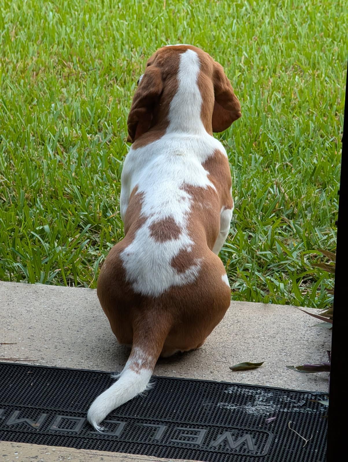 Lily, a ADOPTABLE Basset Hound in Auburndale, FL image 1/3