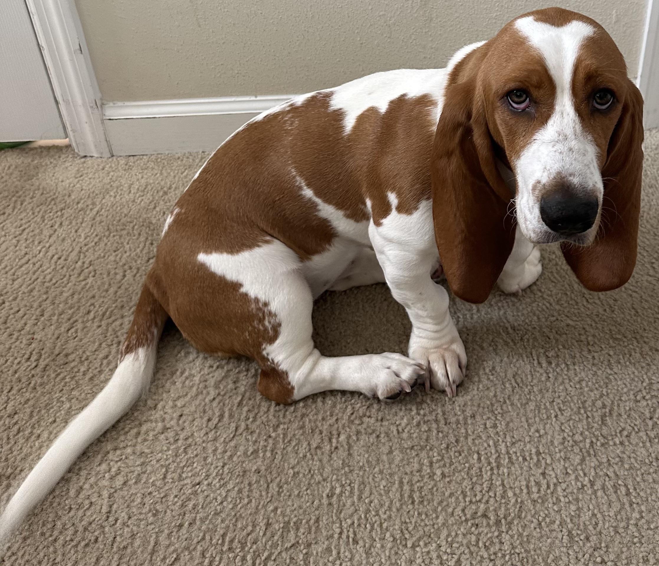 Lily, a ADOPTABLE Basset Hound in Auburndale, FL image 2/3