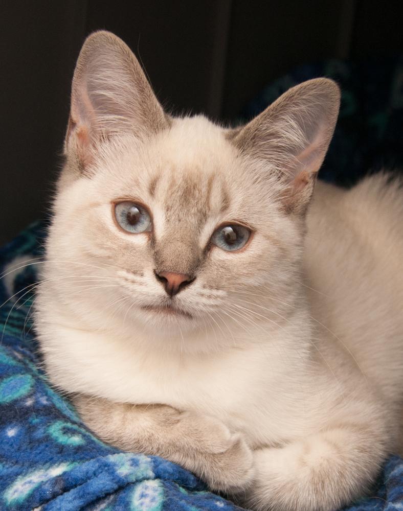 Muffin (gets adopted with Biscuit), Adoptable, Kitten Female Siamese.