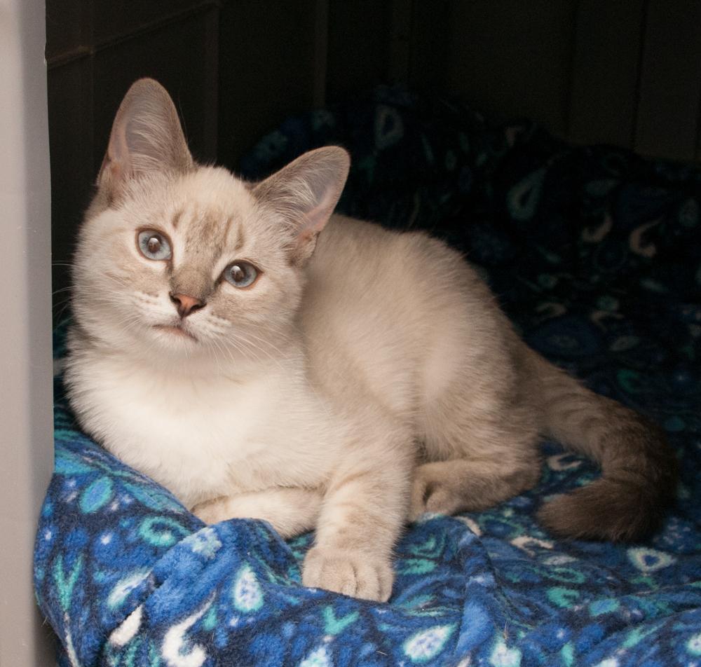Enlarge Muffin (gets adopted with Biscuit), a Adoptable Siamese in Westminster, CO image 3/3