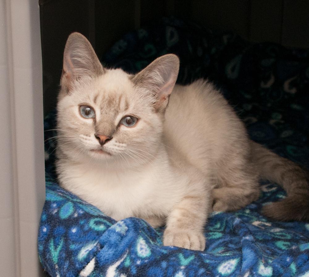 Enlarge Muffin (gets adopted with Biscuit), a Adoptable Siamese in Westminster, CO image 2/3