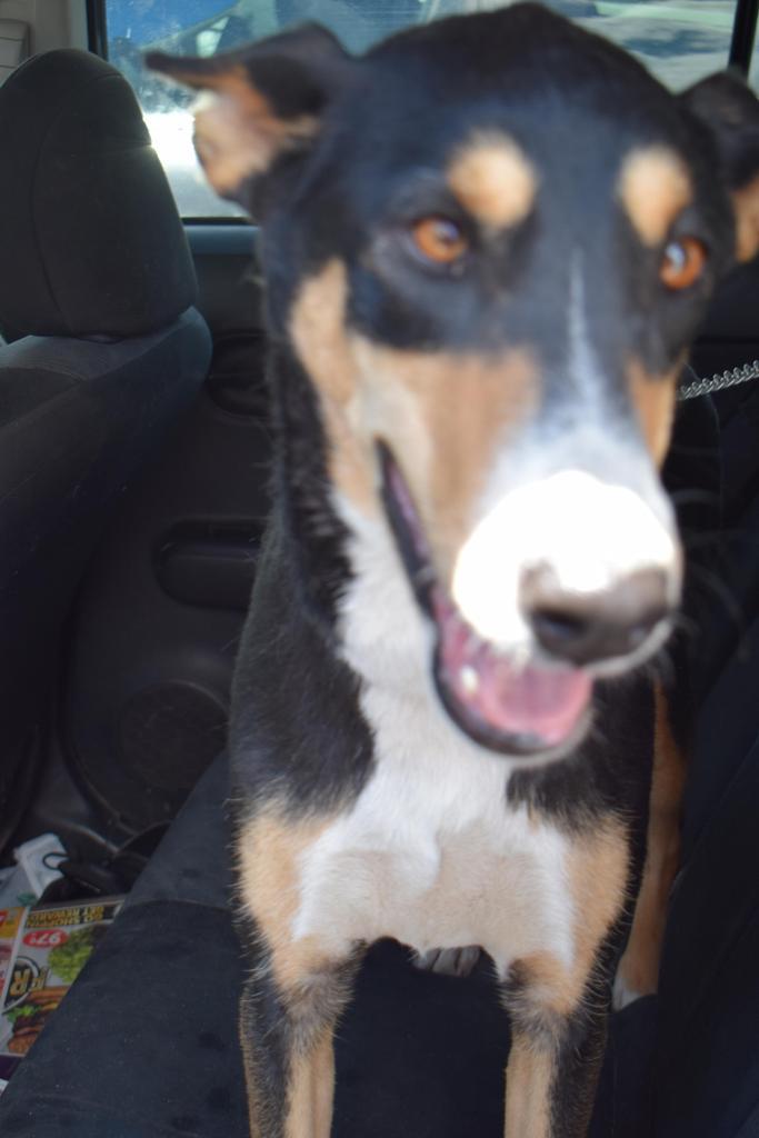 Beya, Adoptable, Adult Female German Shepherd Dog & Mixed Breed.