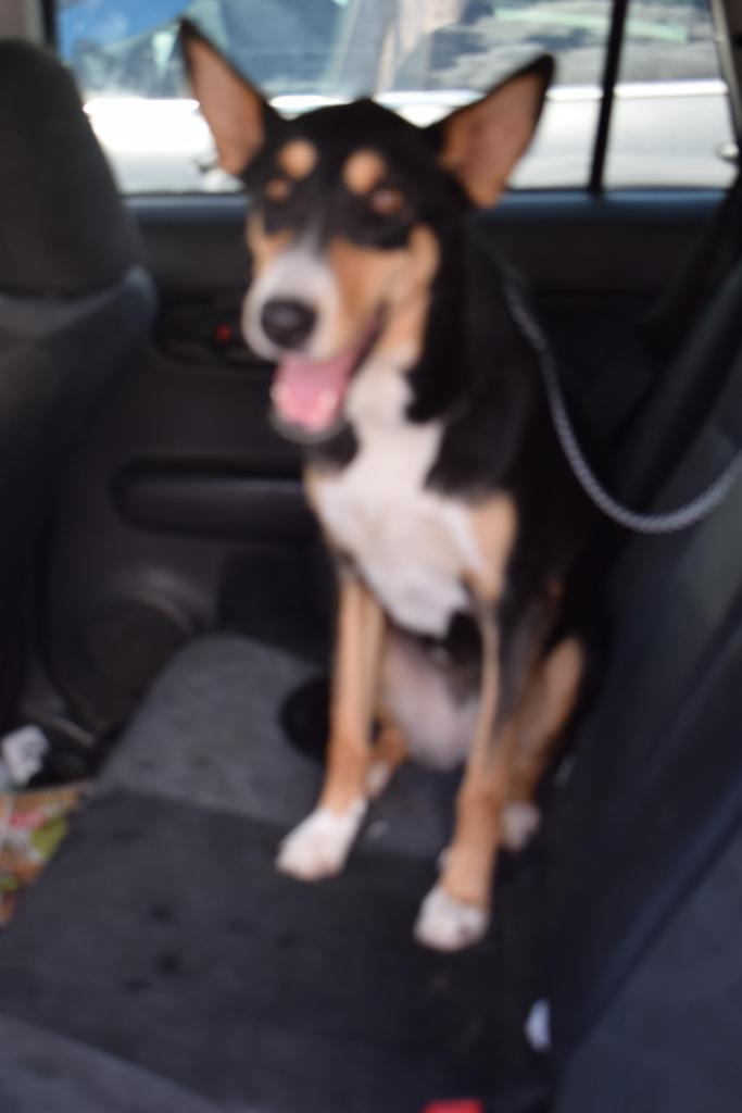 Enlarge Beya, a Adoptable mixed breed in Pahrump, NV image 2/2