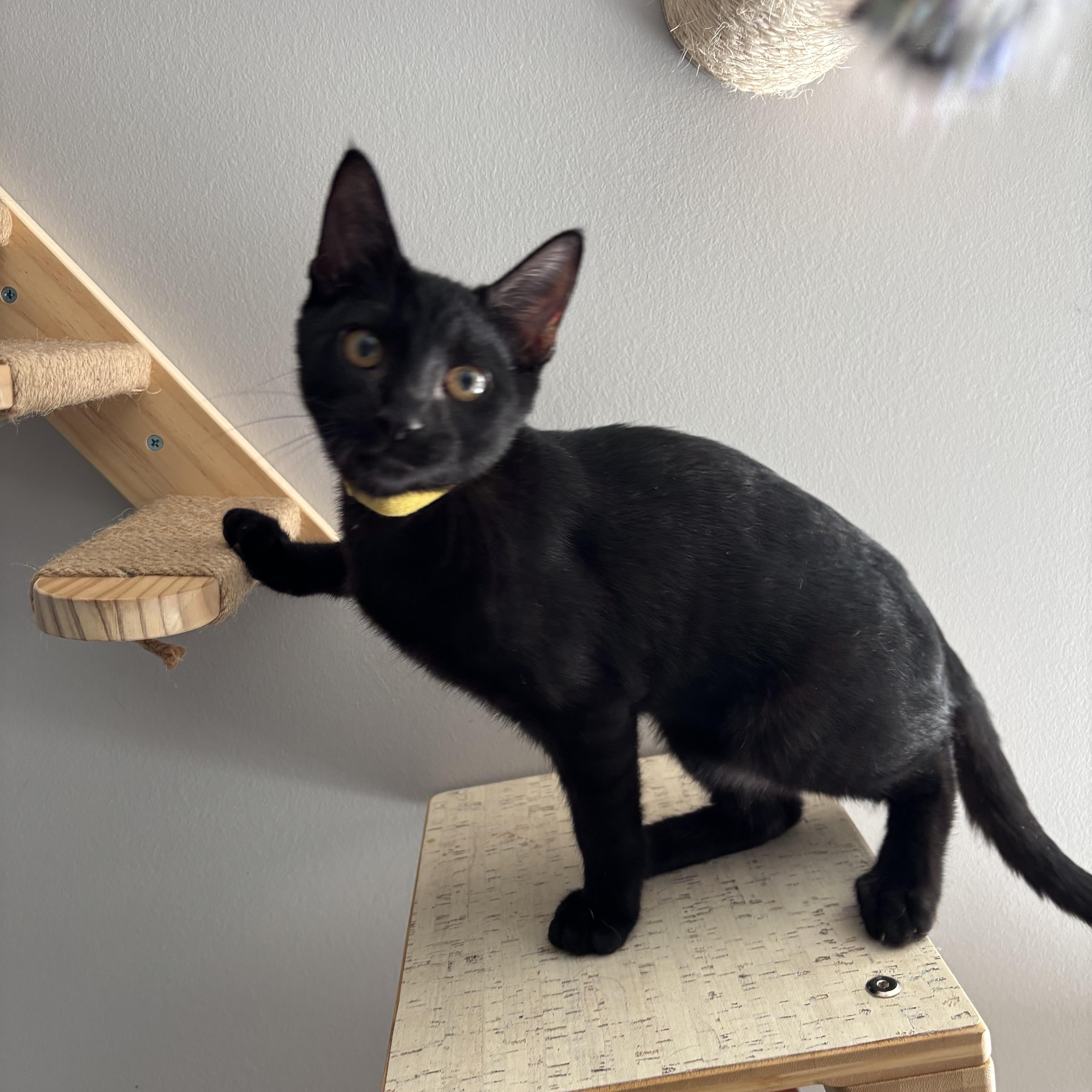 Enlarge Colonel Mustard, an adopted Domestic Short Hair in DICKSON, TN image 2/5