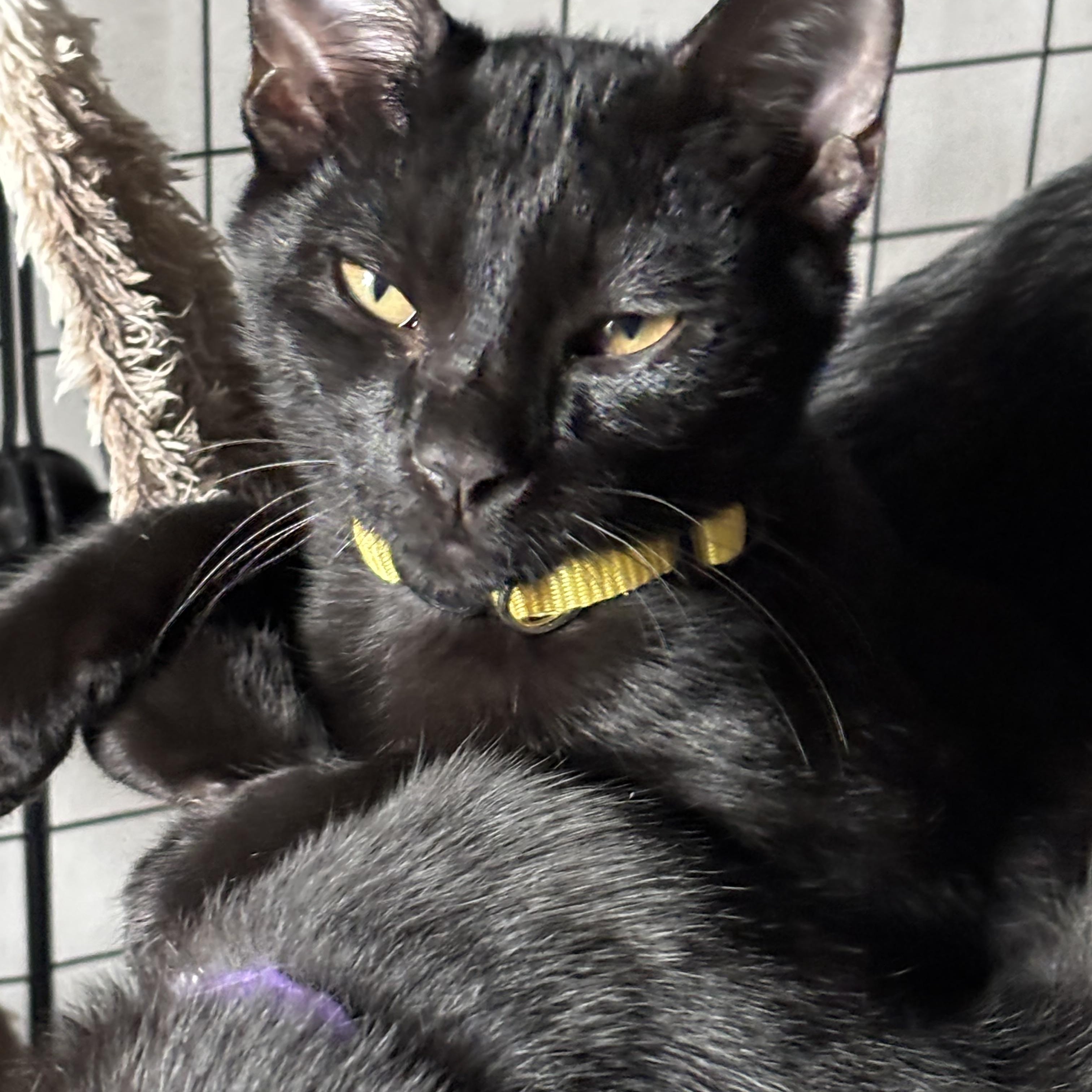 Enlarge Colonel Mustard, an adopted Domestic Short Hair in DICKSON, TN image 3/5