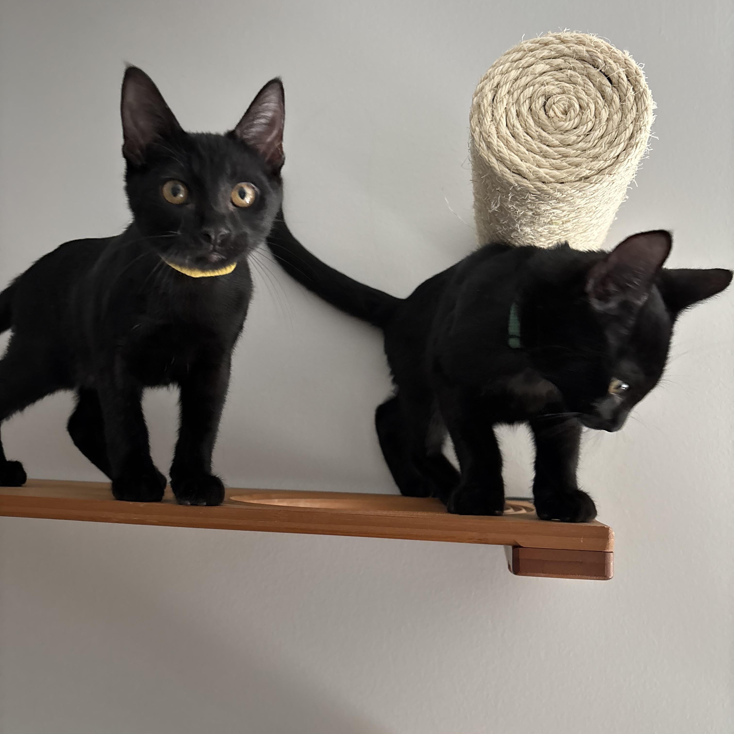 Enlarge Colonel Mustard, an adopted Domestic Short Hair in DICKSON, TN image 5/5