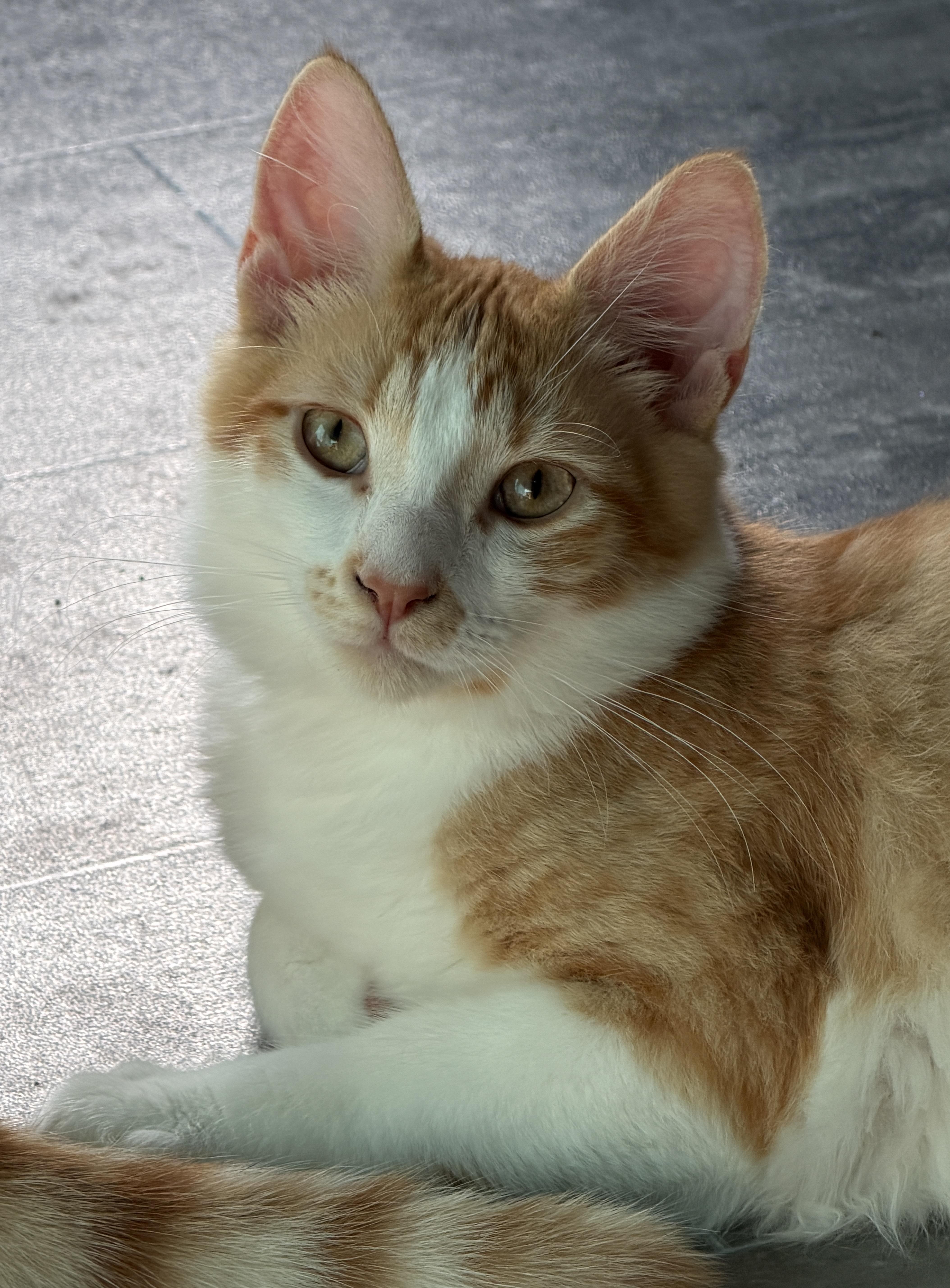 Waffle, Adoptable, Young Male Domestic Medium Hair & Tabby.
