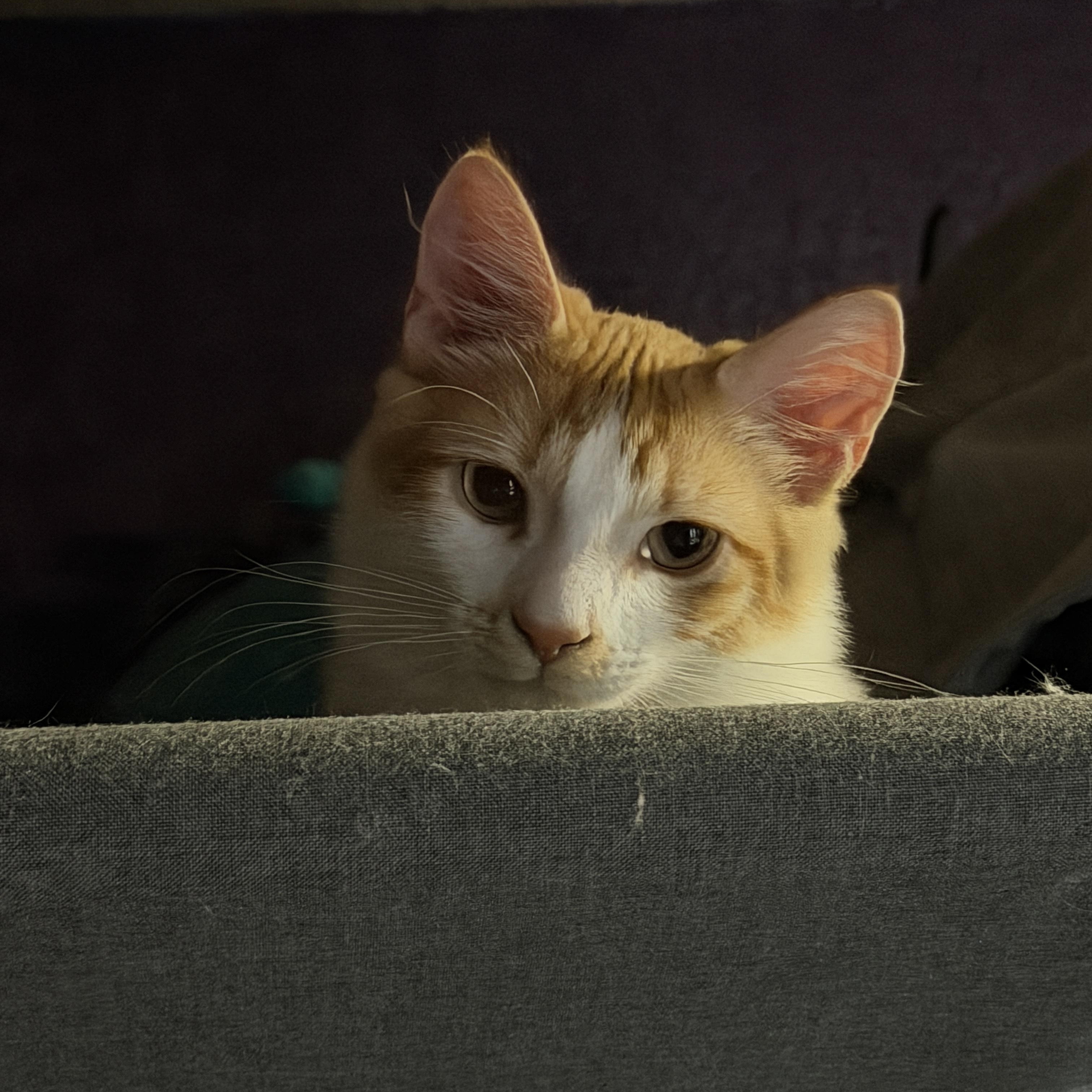 Waffle, a Adoptable mixed breed in Federal Way, WA image 2/6