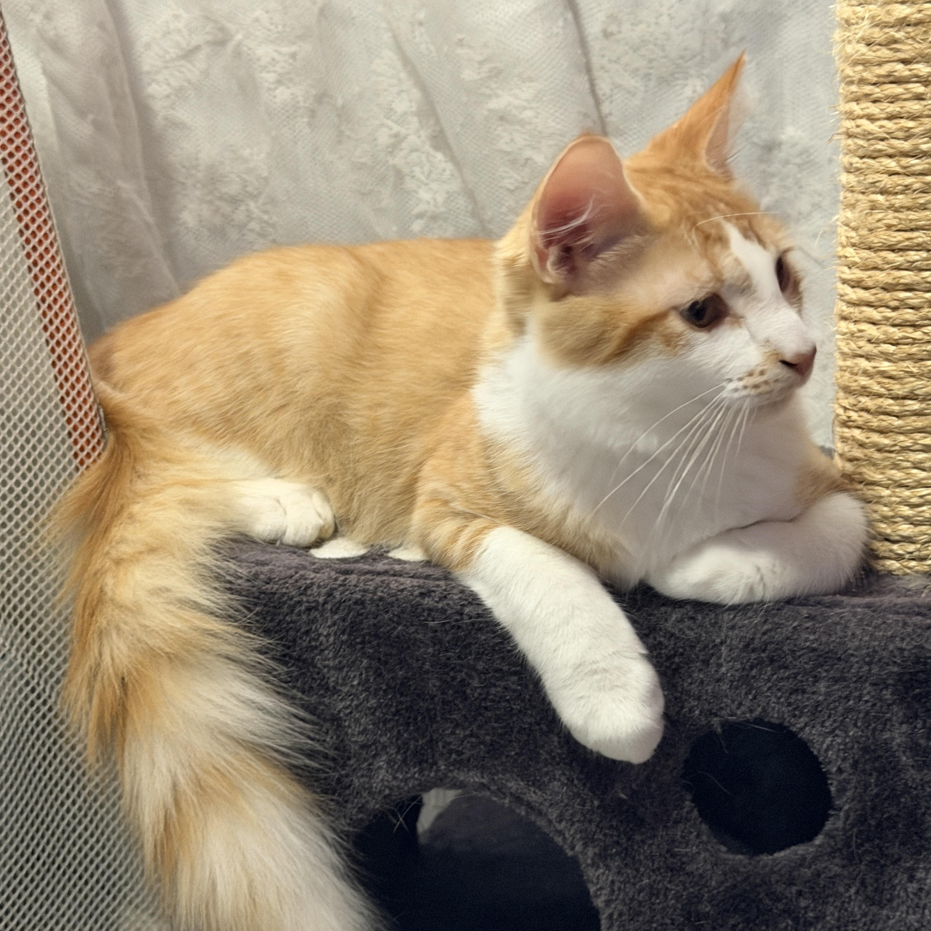 Waffle, a Adoptable mixed breed in Federal Way, WA image 3/6