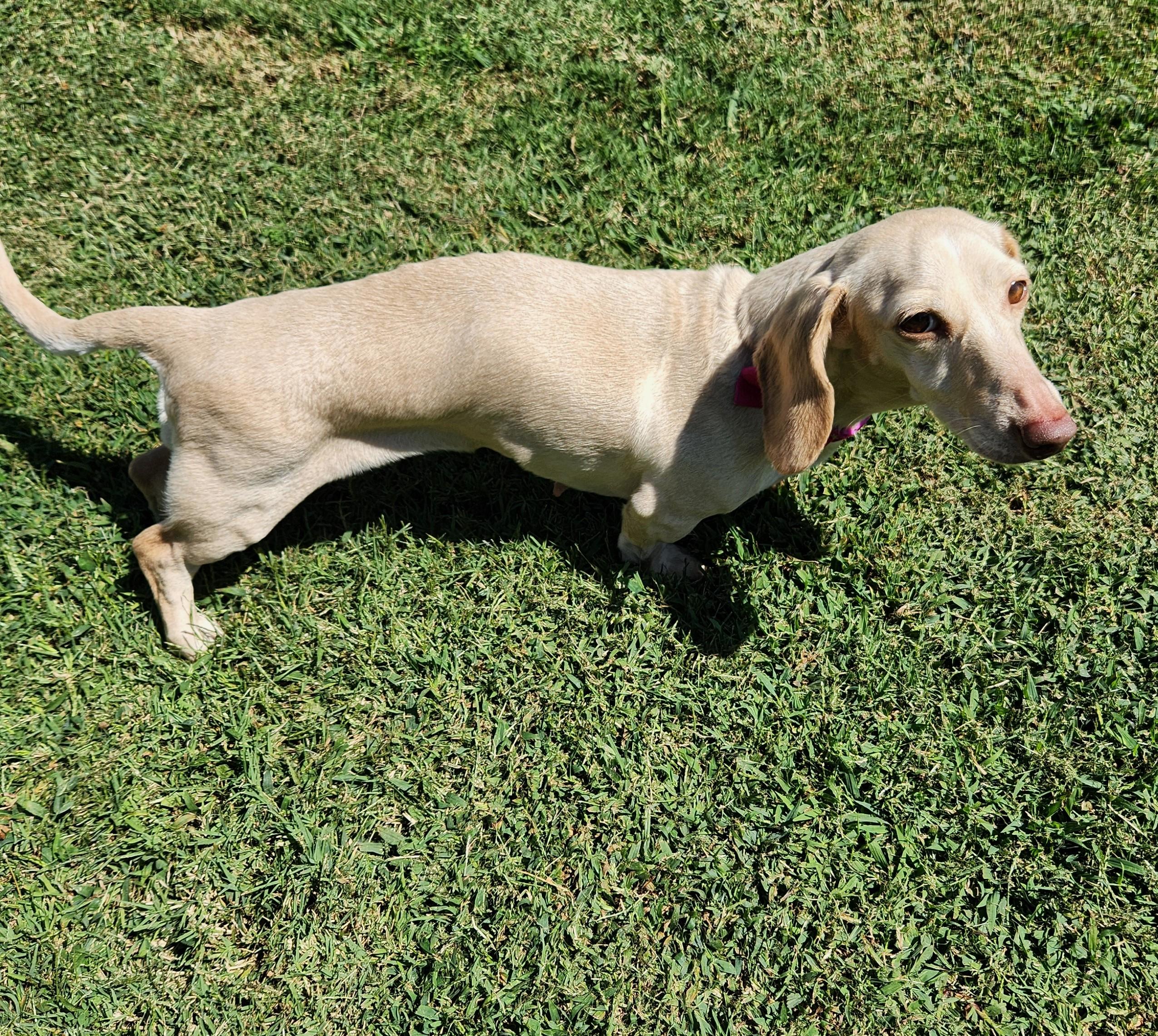 Enlarge Luna in KY, a ADOPTABLE Dachshund in Shelbyville, TN image 3/5