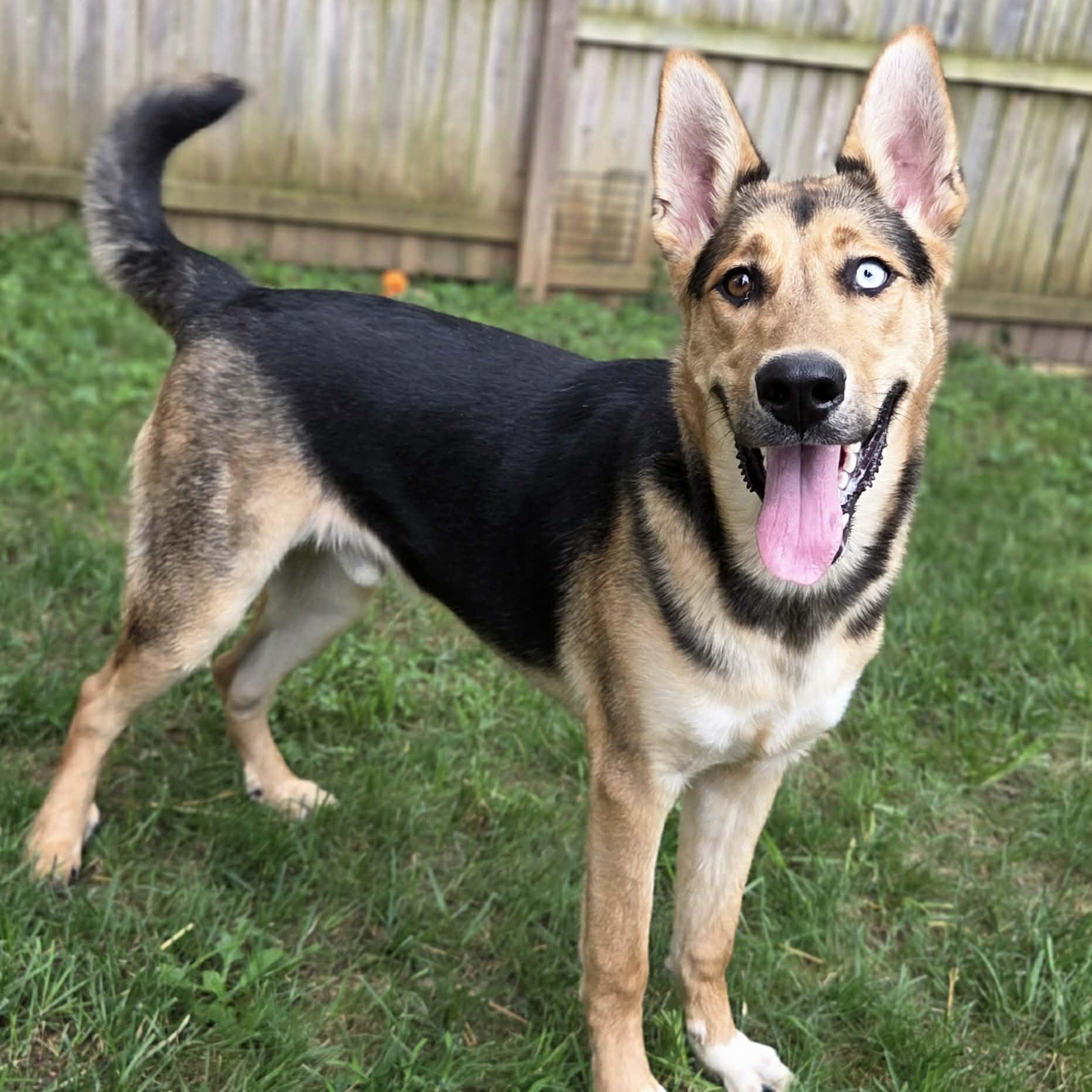 Altair, Adoptable, Young Male Shepherd.