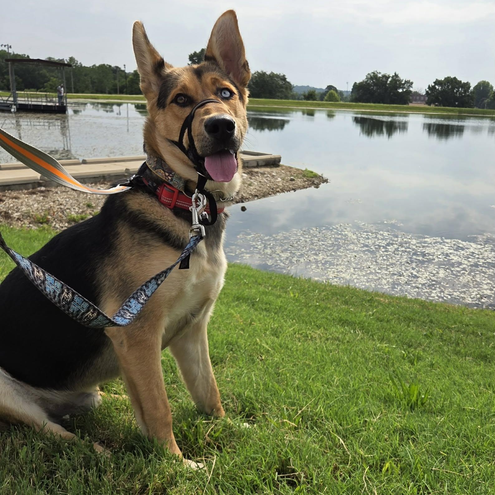 Altair, a Adoptable mixed breed in O'Fallon, MO image 5/6