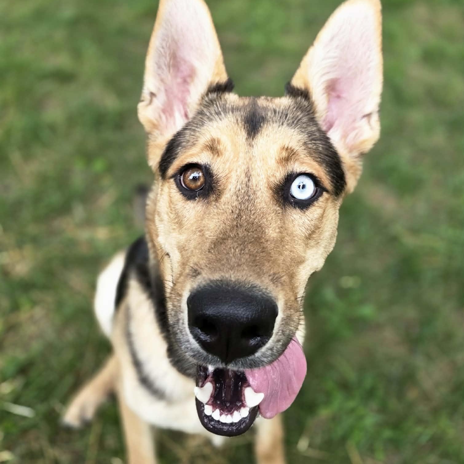 Altair, a Adoptable mixed breed in O'Fallon, MO image 4/6