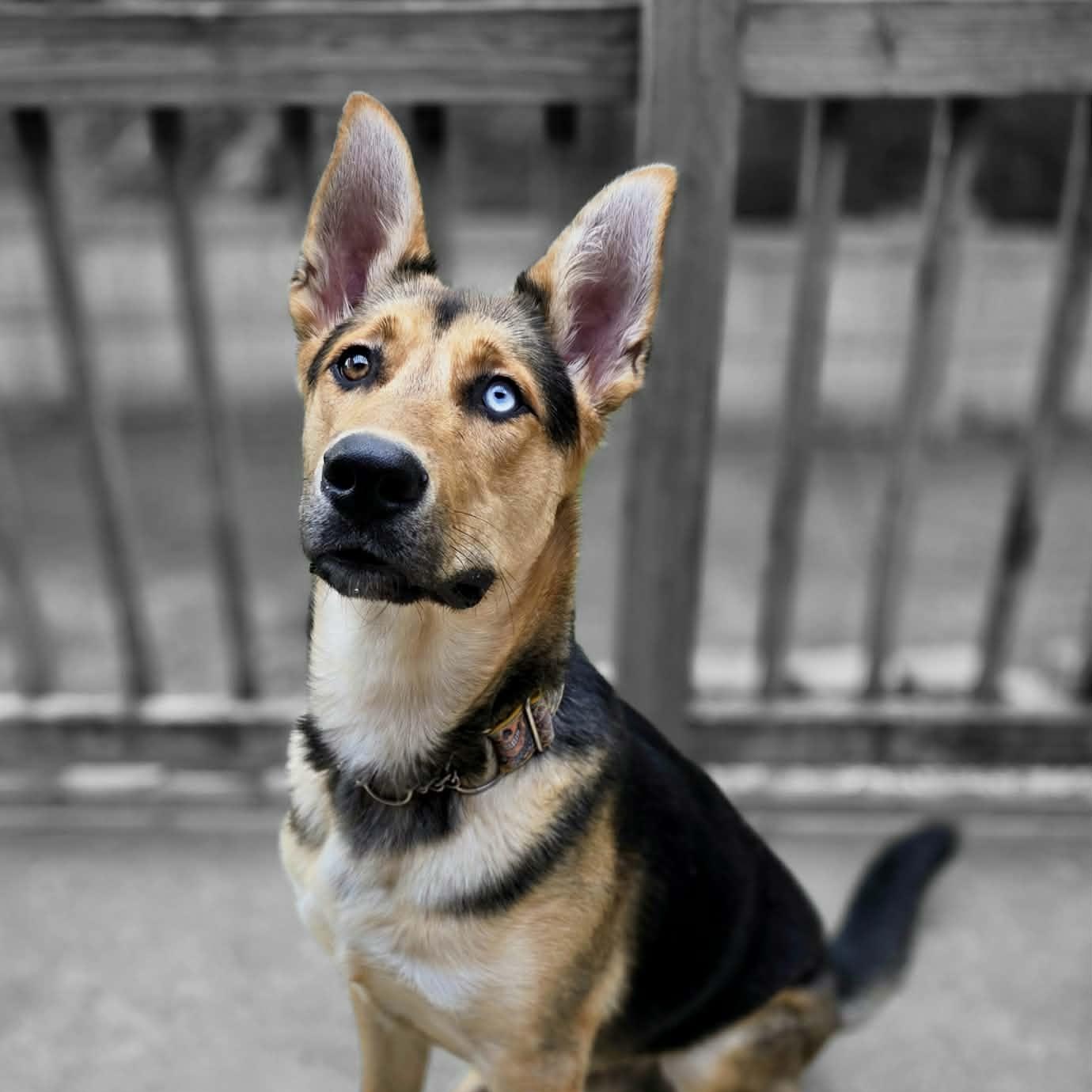 Altair, a Adoptable mixed breed in O'Fallon, MO image 2/6