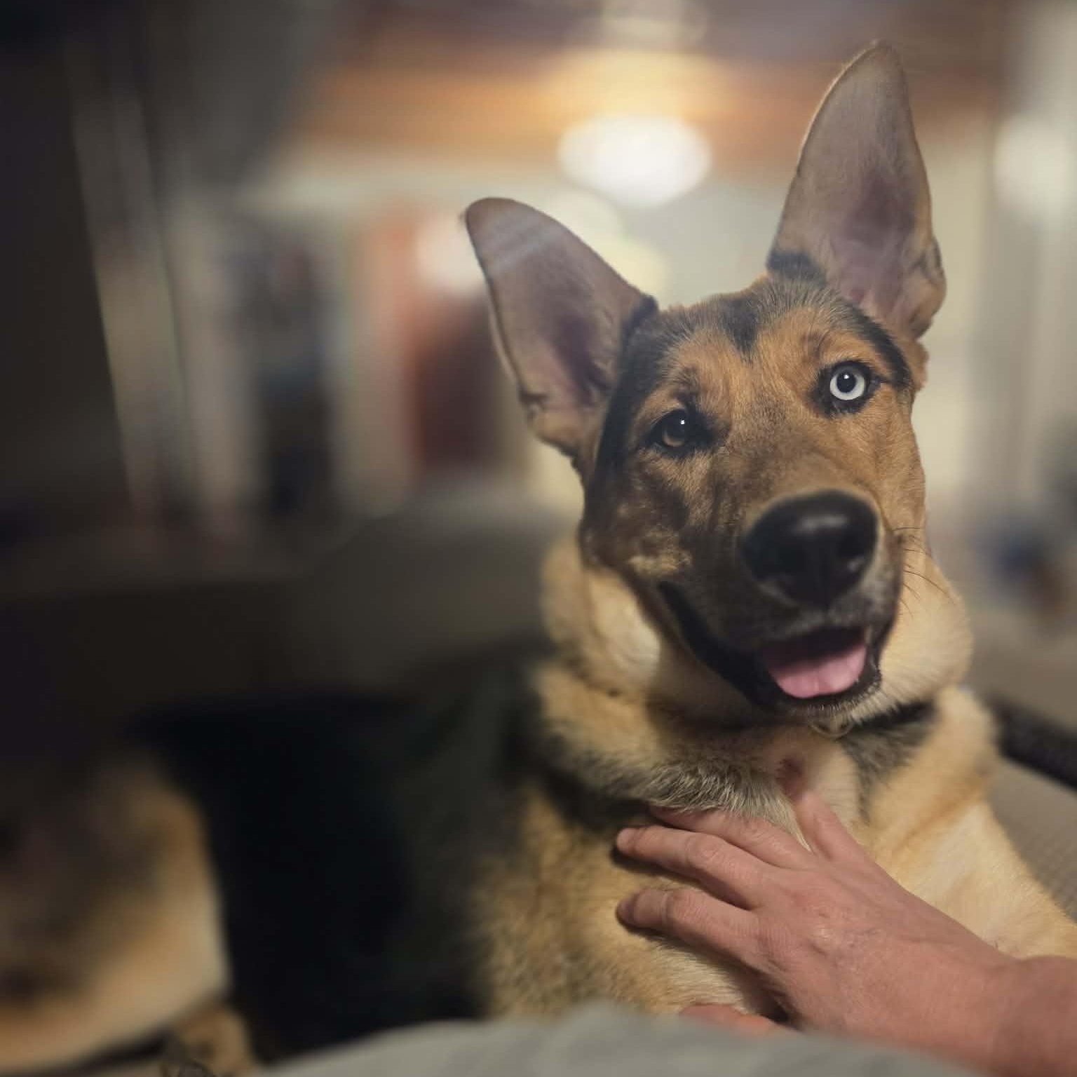 Altair, a Adoptable mixed breed in O'Fallon, MO image 3/6