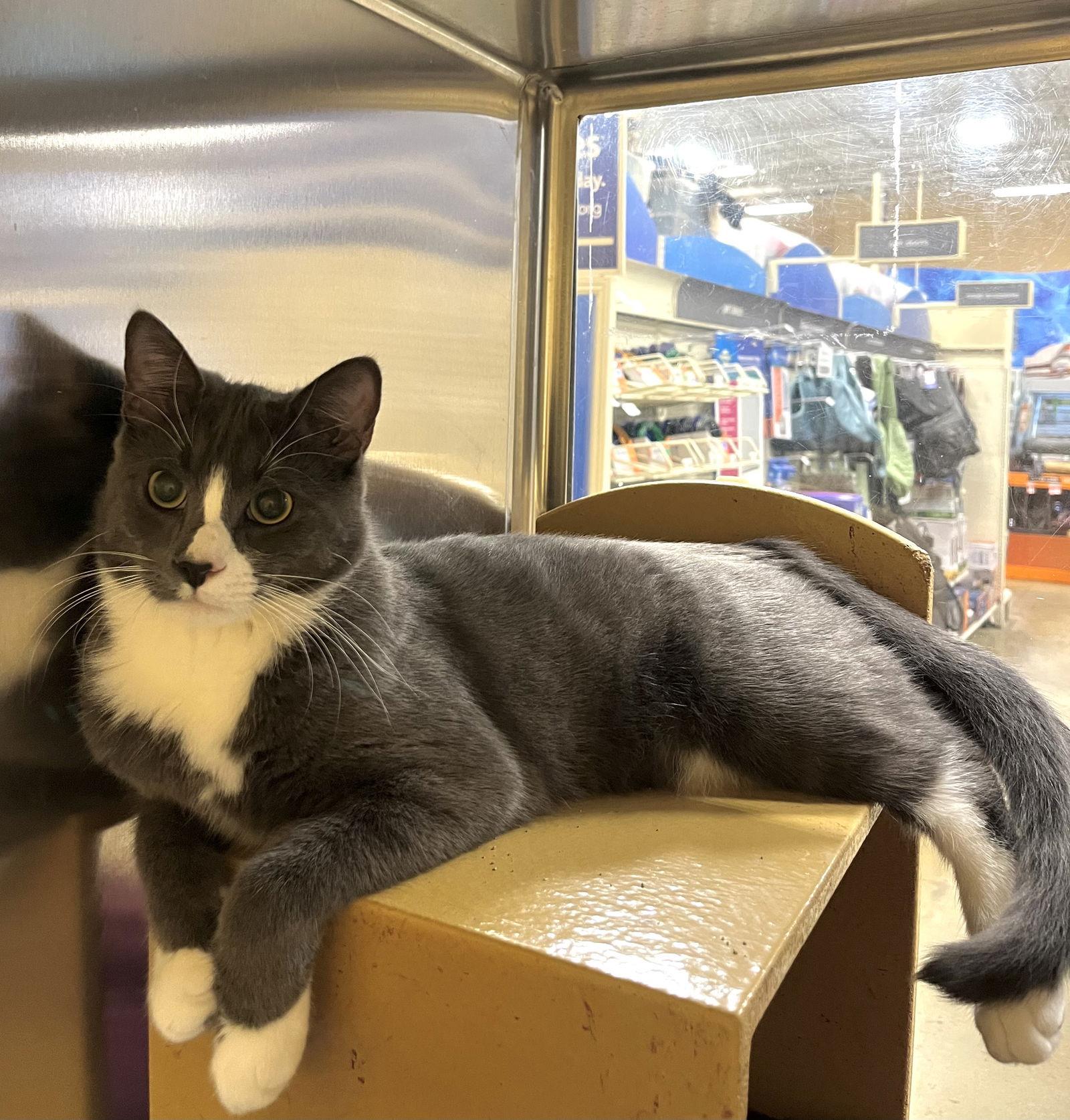 Enlarge Toast, a Adoptable Domestic Short Hair in Cary, NC image 1/3