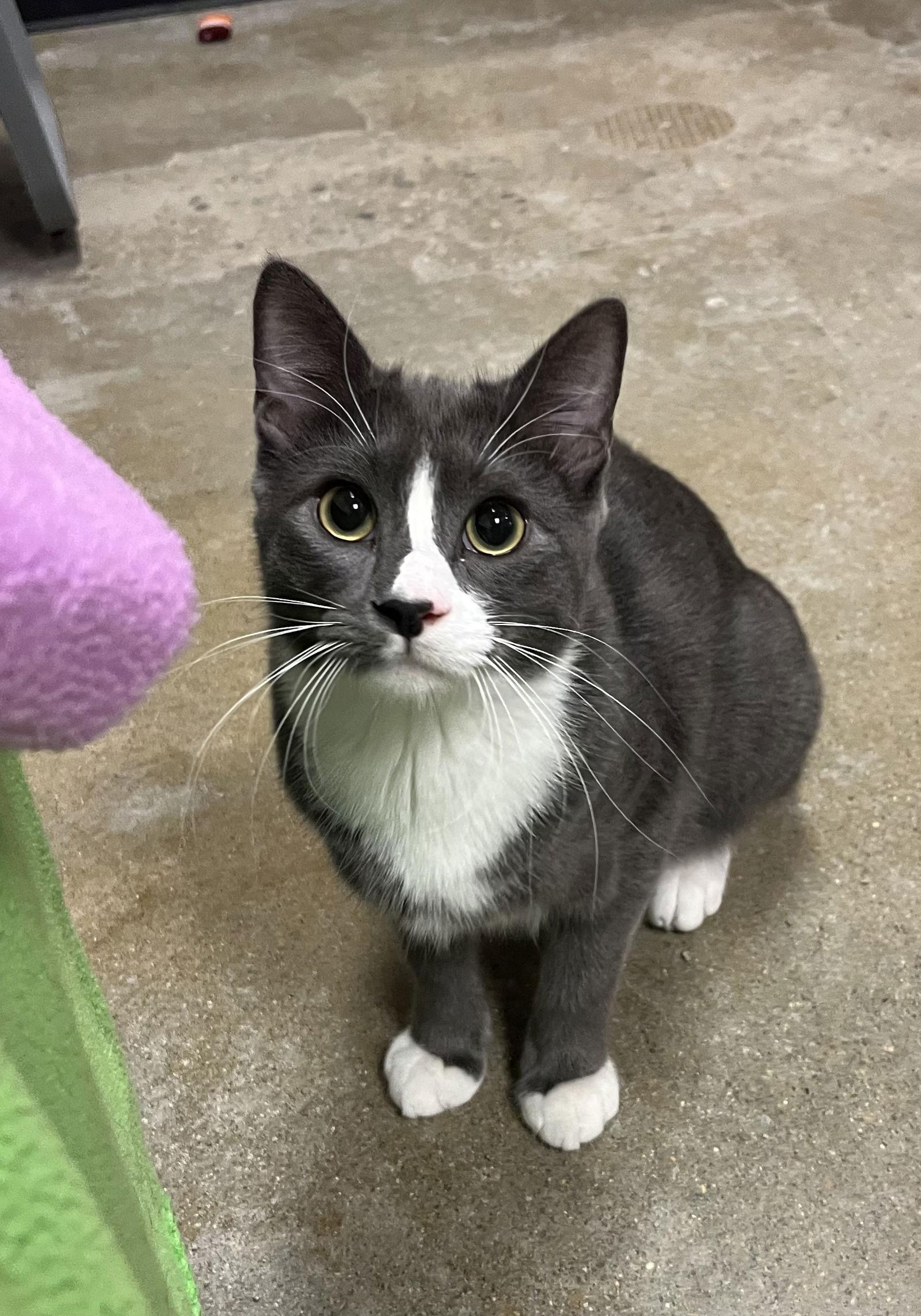 Enlarge Toast, a Adoptable Domestic Short Hair in Cary, NC image 1/3