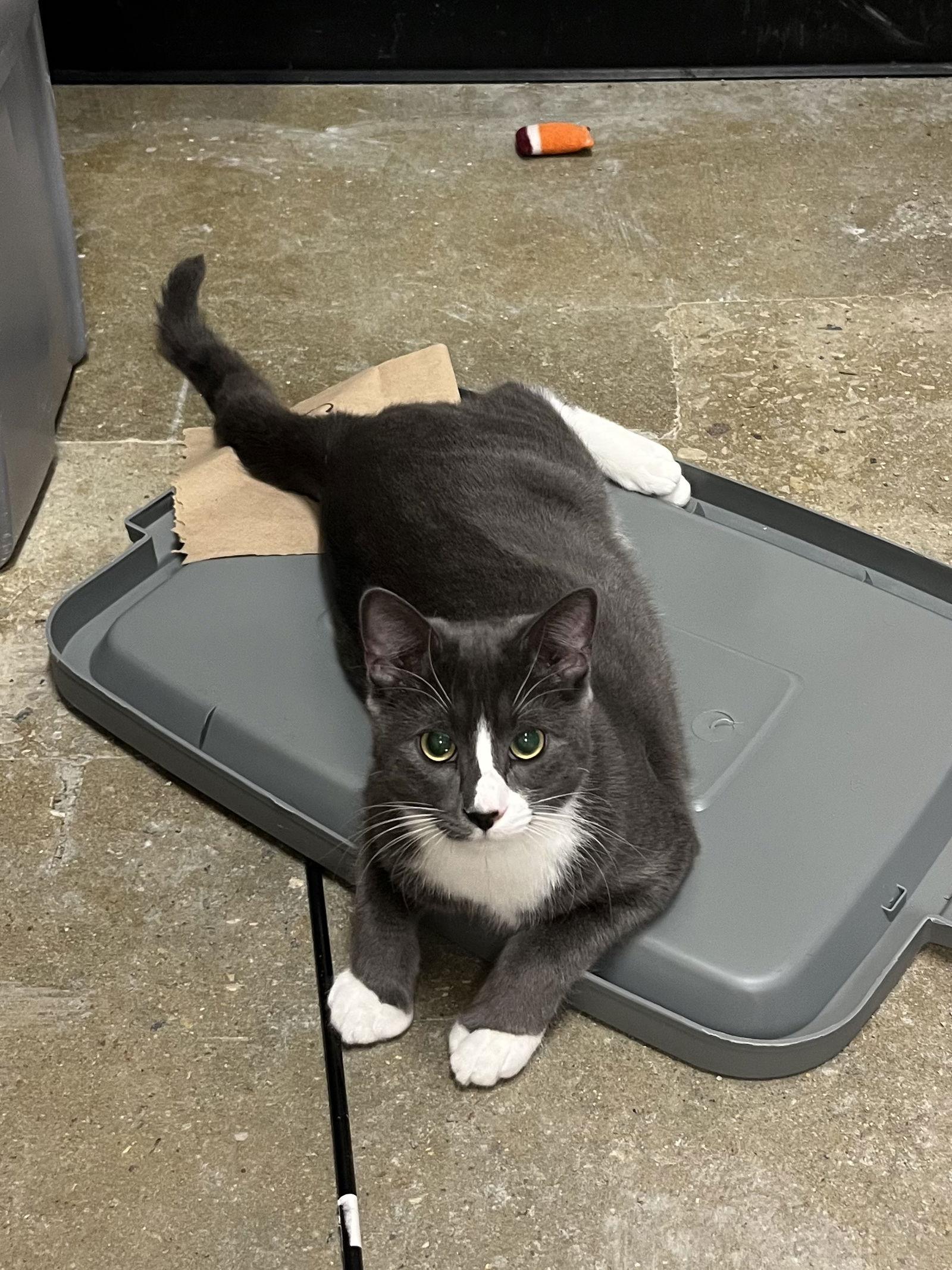 Enlarge Toast, a Adoptable Domestic Short Hair in Cary, NC image 3/3