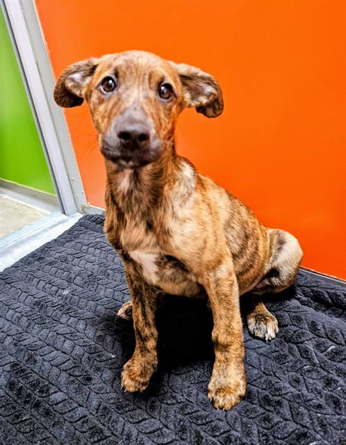 DARWIN, Adoptable, Puppy Male Rat Terrier & Mixed Breed.