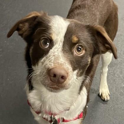 Enlarge Locket, a Adoptable mixed breed in East Montpelier, VT image 2/3