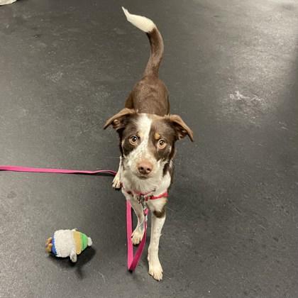 Enlarge Locket, a Adoptable mixed breed in East Montpelier, VT image 3/3