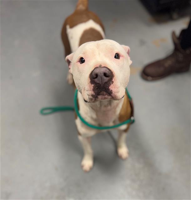 Enlarge HIGH FRUCTOSE CORN SYRUP, a Adoptable Pit Bull Terrier in Peoria, IL image 1/1