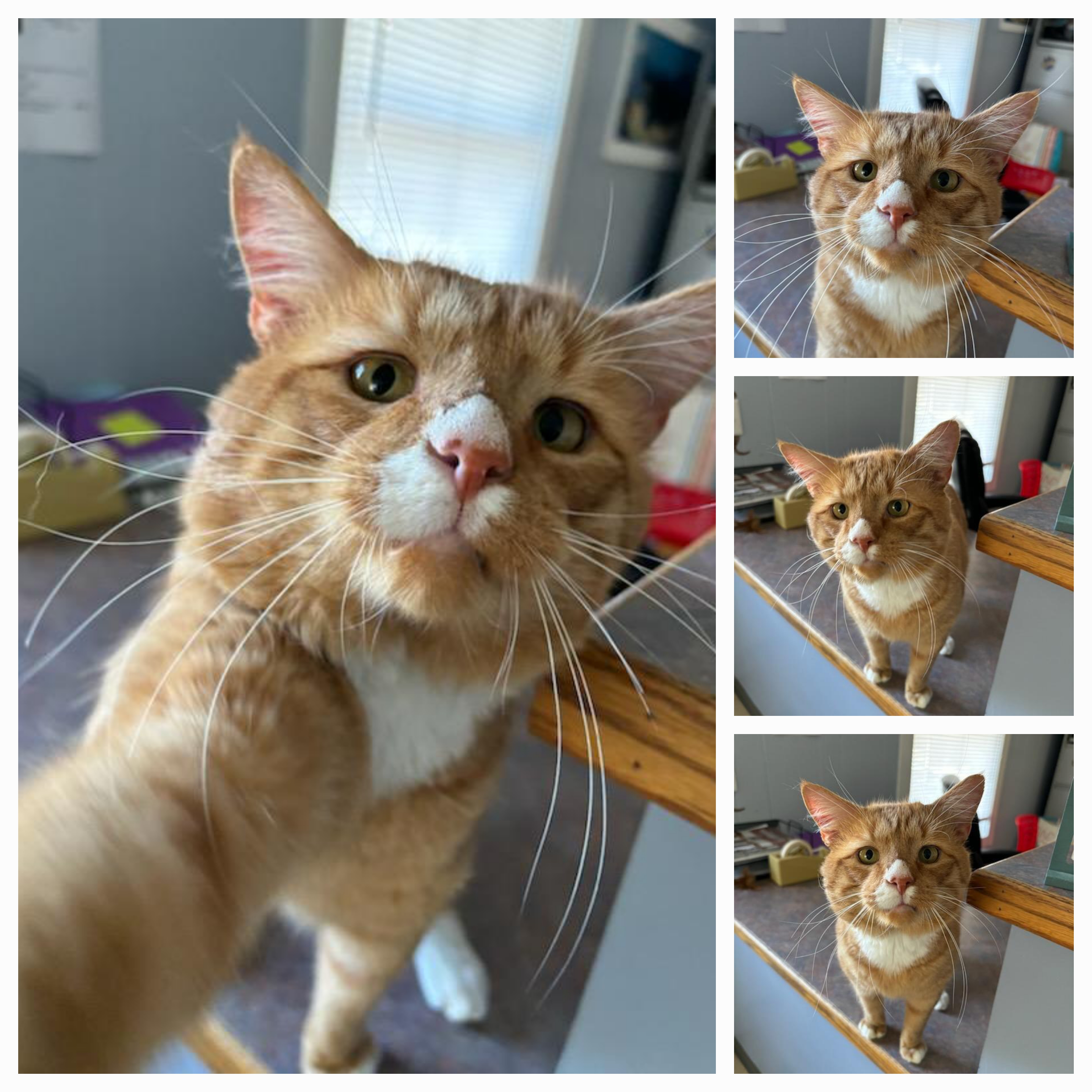 Morris FIV+