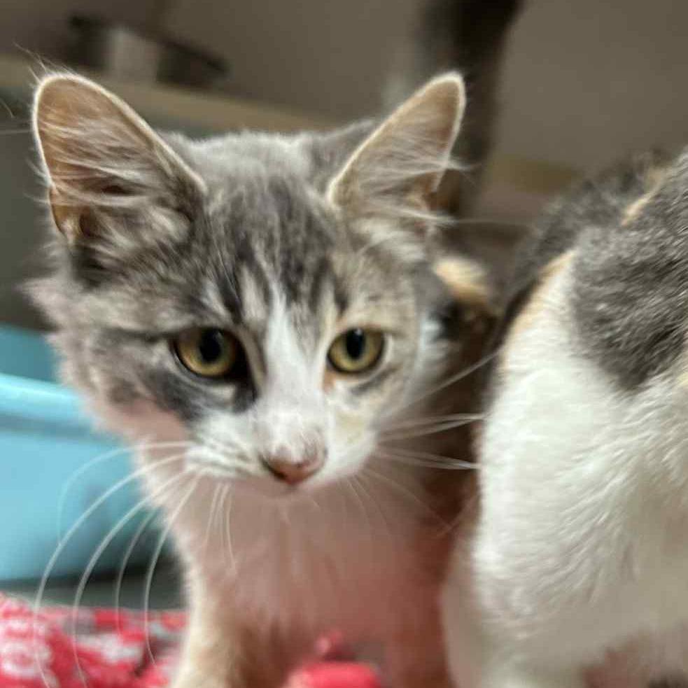 Thelma, Adoptable, Young Female Domestic Long Hair.