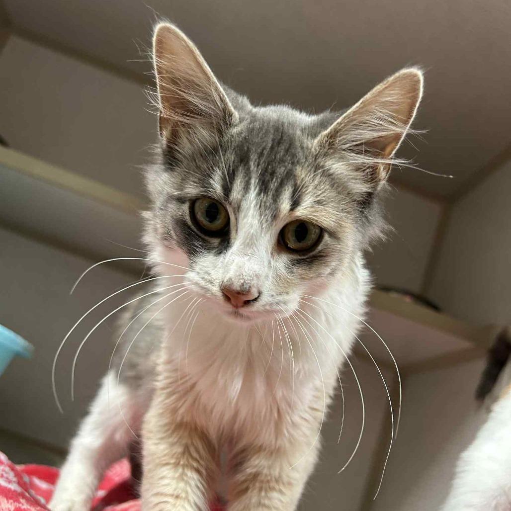 Thelma, a Adoptable Domestic Long Hair in Graham, TX image 2/2