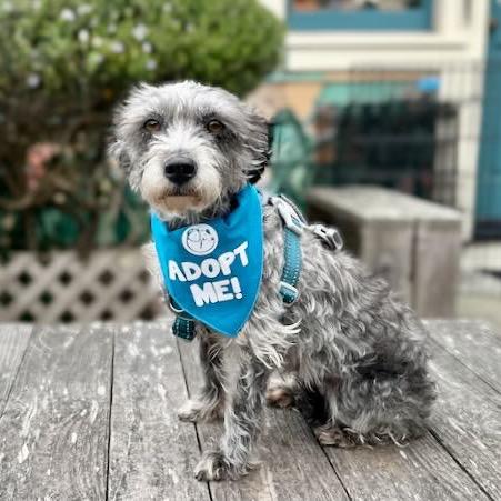 Enlarge Fifa, a Adoptable Schnauzer in Pacific Grove, CA image 1/6