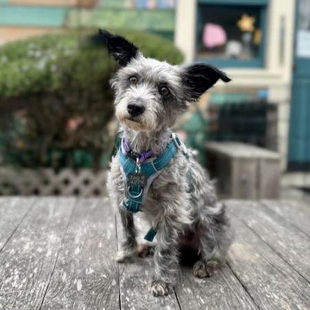 Enlarge Fifa, a Adoptable Schnauzer in Pacific Grove, CA image 3/6