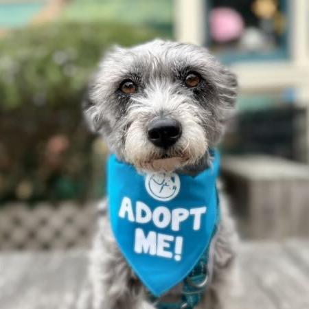 Enlarge Fifa, a Adoptable Schnauzer in Pacific Grove, CA image 4/6