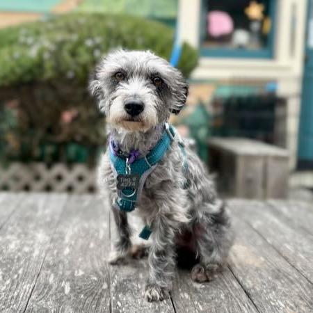 Enlarge Fifa, a Adoptable Schnauzer in Pacific Grove, CA image 5/6