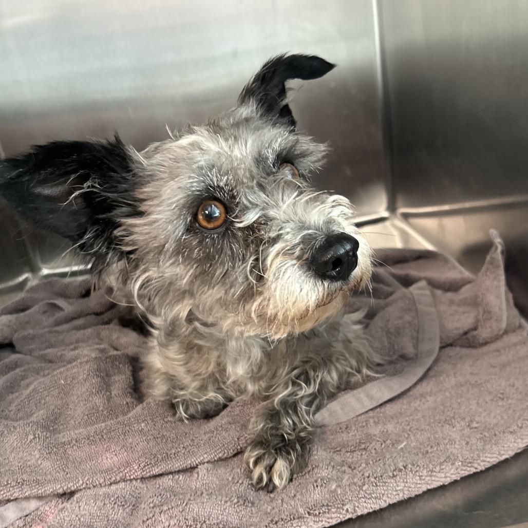 Enlarge Fifa, a Adoptable Schnauzer in Pacific Grove, CA image 6/6
