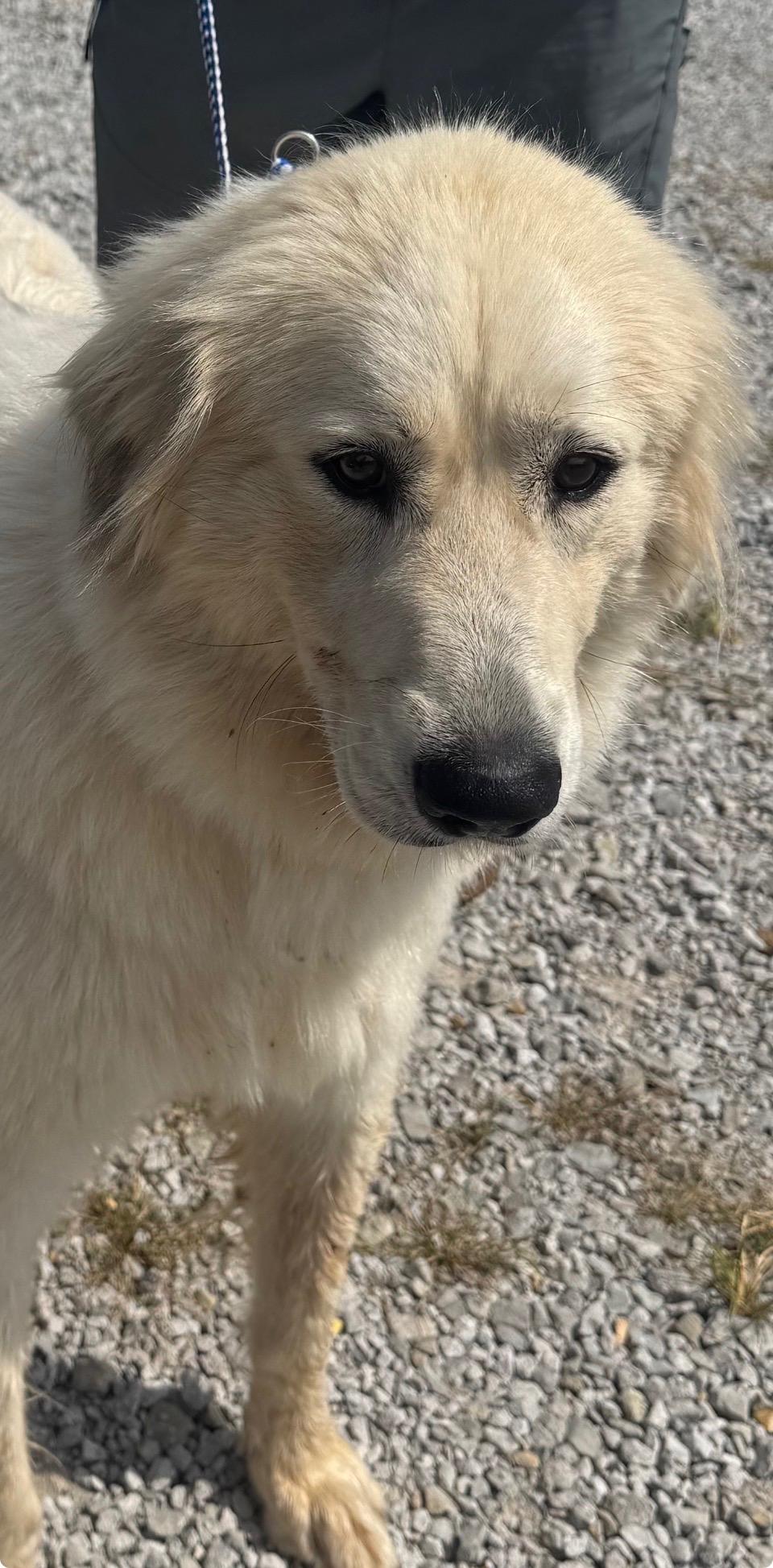 Enlarge Gold AU, a Adoptable mixed breed in Evergreen, CO image 2/2