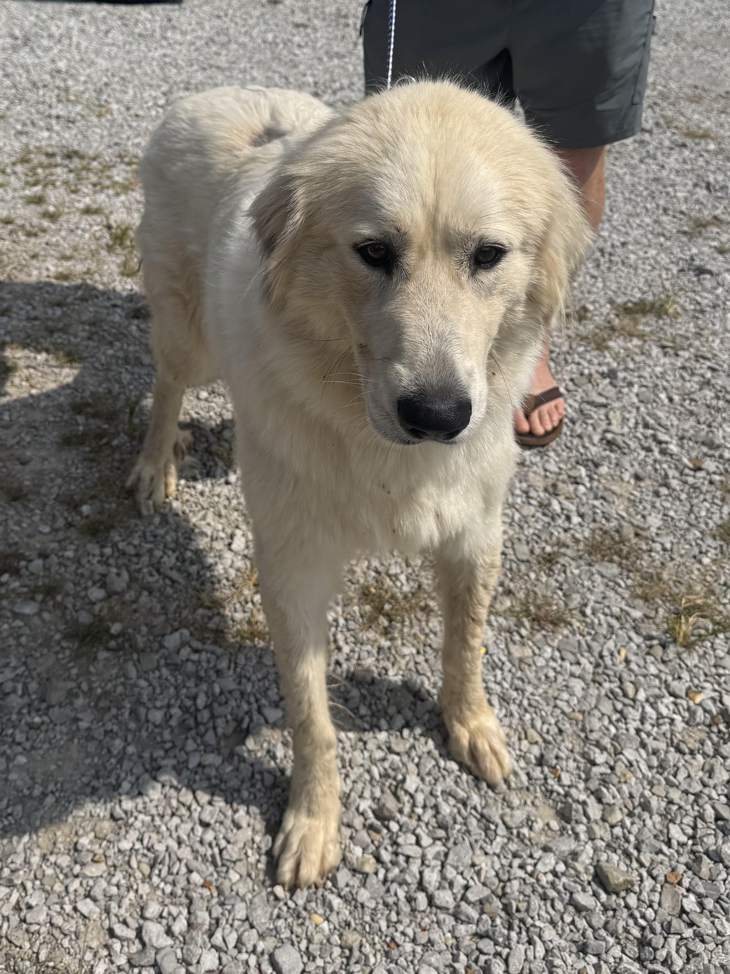 Enlarge Gold AU, a Adoptable mixed breed in Evergreen, CO image 1/2