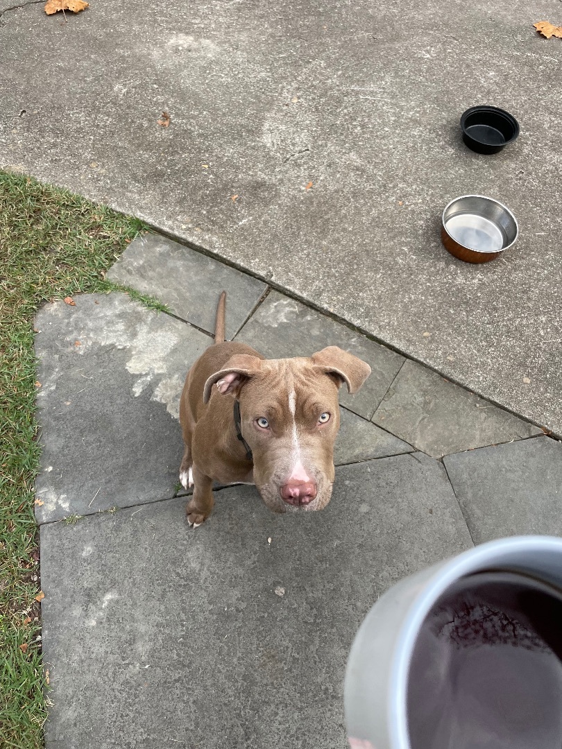 Enlarge Riggs, a Adopted mixed breed in Darlington, SC image 1/5