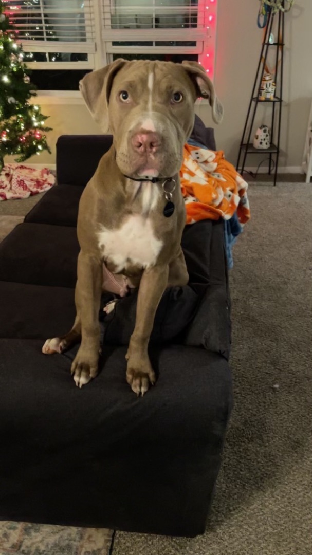 Enlarge Riggs, a Adopted mixed breed in Darlington, SC image 2/5