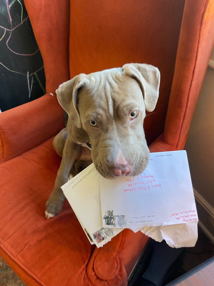 Riggs, Adopted, Young Male Pit Bull Terrier & Shar-Pei.