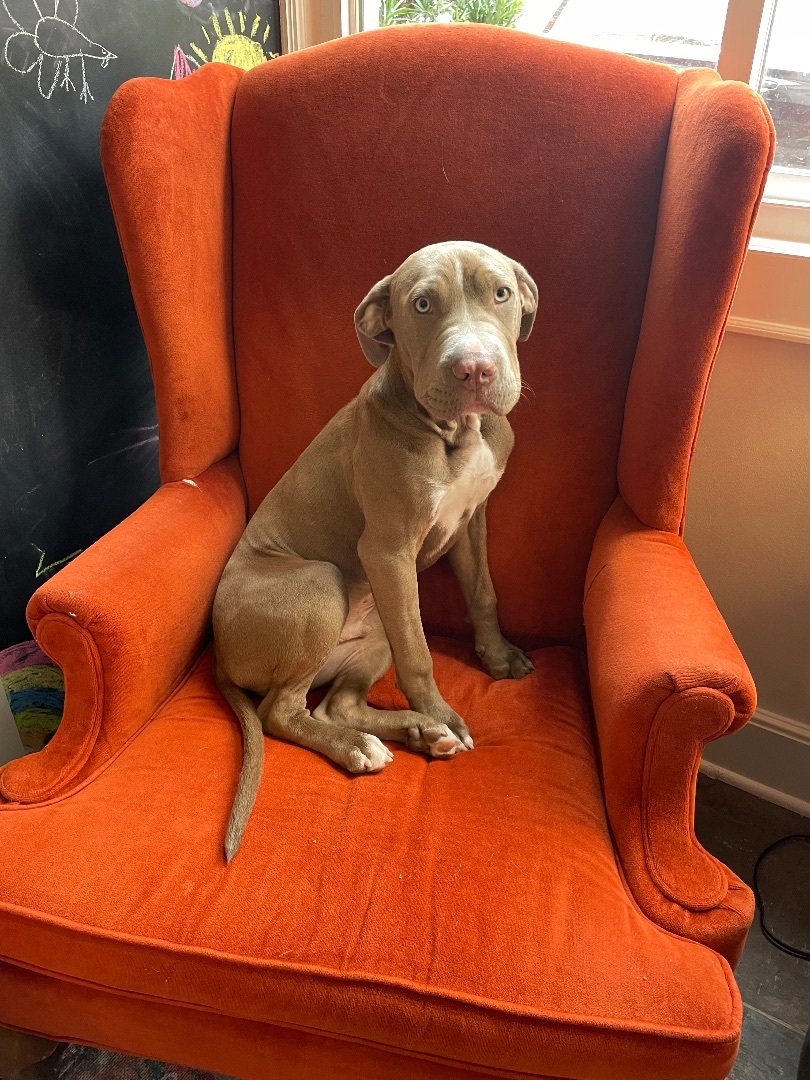 Enlarge Riggs, a Adopted mixed breed in Darlington, SC image 4/5