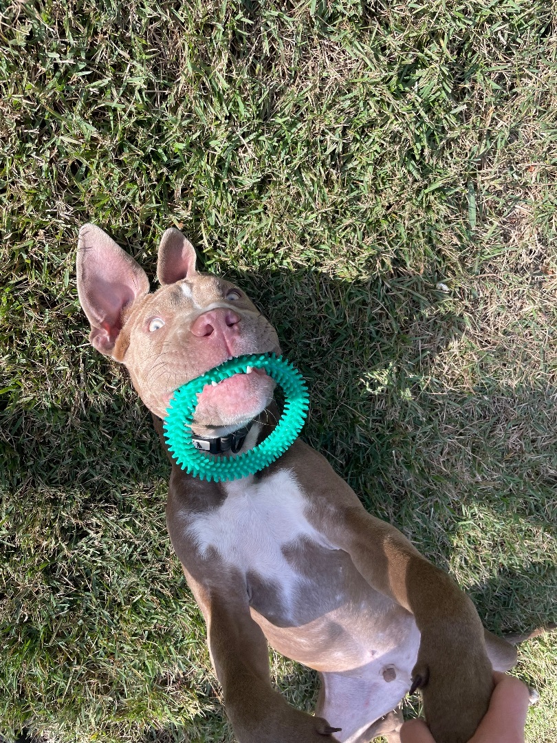 Enlarge Riggs, a Adopted mixed breed in Darlington, SC image 5/5