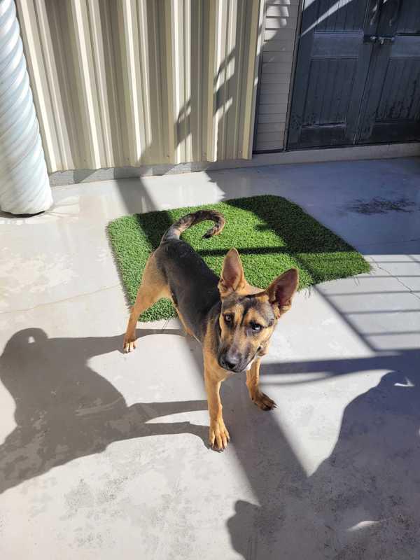 Enlarge Rosita, a Adoptable mixed breed in Fort Davis, TX image 1/6